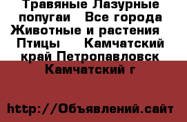 Травяные Лазурные попугаи - Все города Животные и растения » Птицы   . Камчатский край,Петропавловск-Камчатский г.